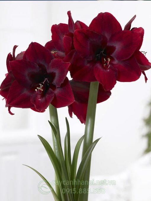 Cây Amaryllis royal Velvet