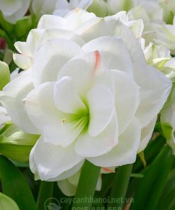 Cây Amaryllis white Amadeus