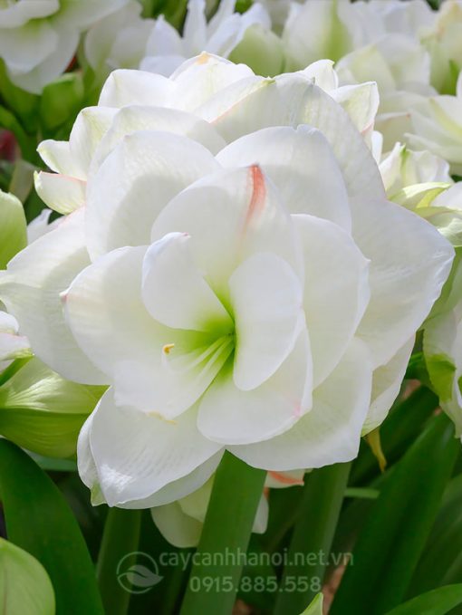 Cây Amaryllis white Amadeus