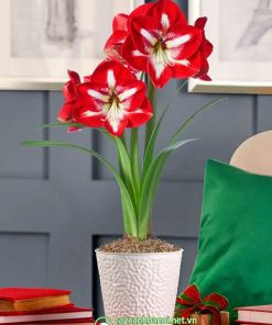 Cây Amaryllis Stargazer