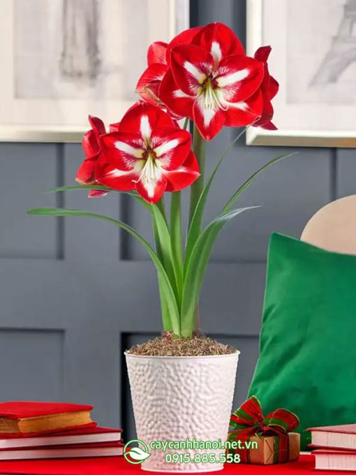 Cây Amaryllis Stargazer