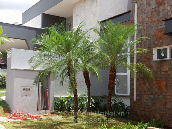 Cây cau nga mi trồng trang trí sân vườn khu dân cư