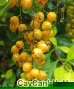 cay-chuoi-ngoc