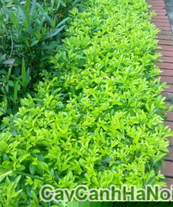 cay-chuoi-ngoc