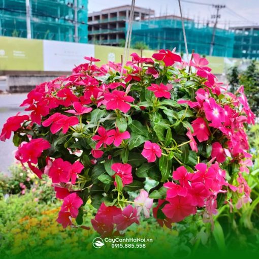 Cây hoa dừa cạn đỏ chậu treo
