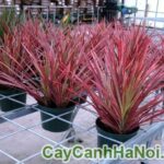 Cây Hoàn Kiếm