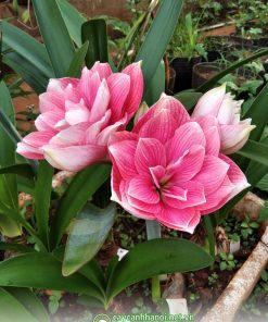 Cây lan huệ ngoại Double Dream