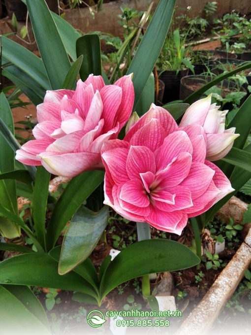 Cây lan huệ ngoại Double Dream