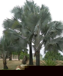 Cây Kè Bạc