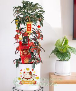 Cây kim ngân lượng tết