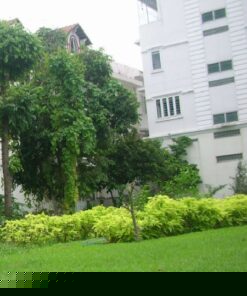 Cây Lá Trắng
