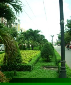 Cây Lá Trắng