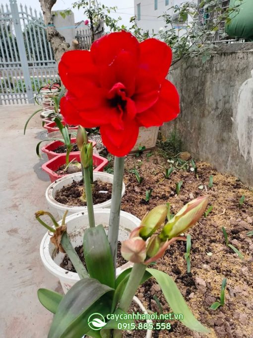 Cây lan huệ Double King
