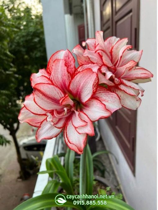 Cây lan huệ Joker plus