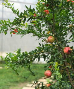Đặc tính cây lựu