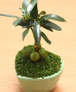 Cây May Mắn Phát Lộc