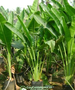 Chuối rẻ quạt trồng công trình