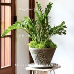 Cây Kim phát tài để bàn