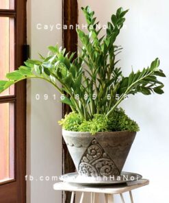 Cây Kim phát tài để bàn