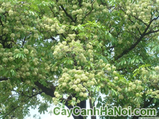 Cây Hoa Sữa
