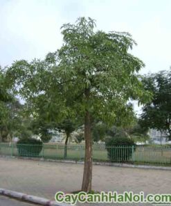 Cây Hoa Sữa