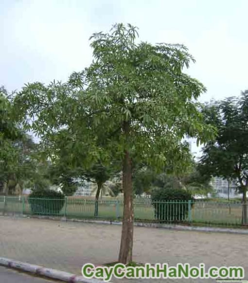 Cây Hoa Sữa