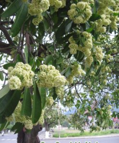 Cây Hoa Sữa
