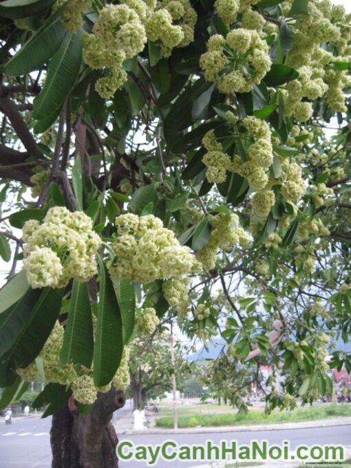 Cây Hoa Sữa