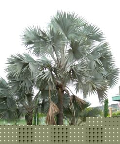 Cây Kè Bạc