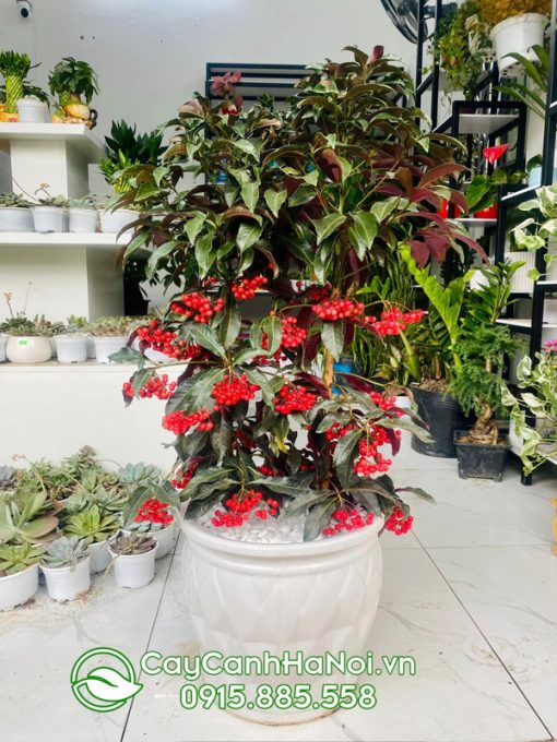 Kim ngân lượng trồng chậu trang trí nội thất