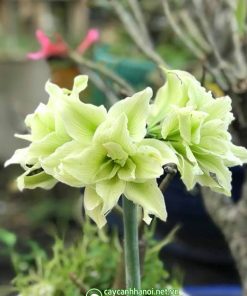 Lan huệ Sona Double Green