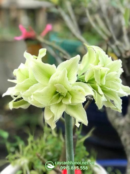 Lan huệ Sona Double Green