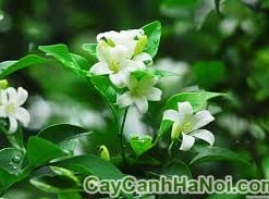 nguyệt quế