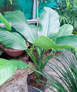 Đại phú gia làm cây trồng sân vườn