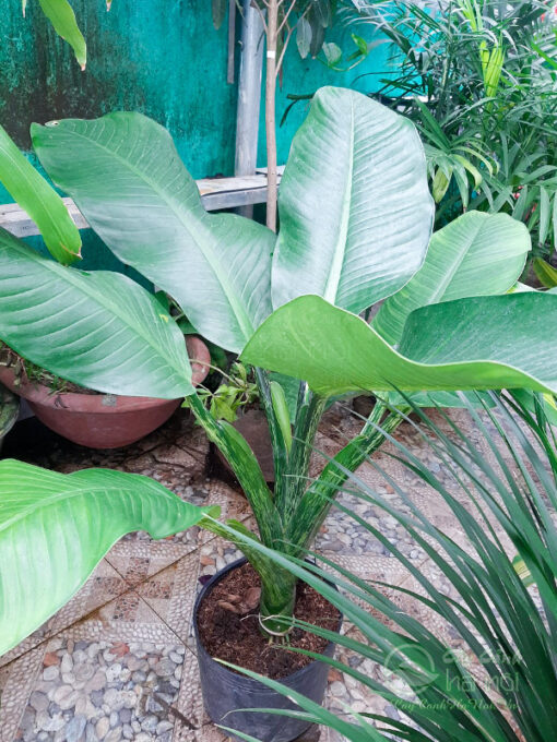 Đại phú gia làm cây trồng sân vườn