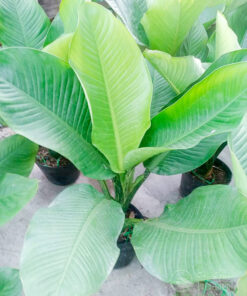 Đại phú gia trồng chậu mũ đen