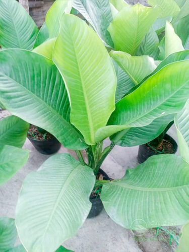 Đại phú gia trồng chậu mũ đen