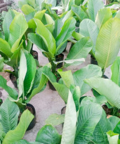 Cung cấp đại phú gia số lượng lớn