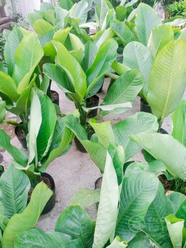 Cung cấp đại phú gia số lượng lớn