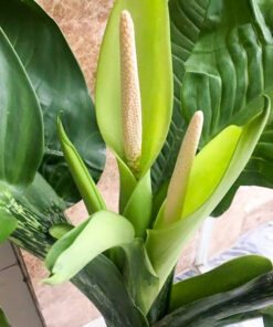 Đặc điểm hoa đại phú gia