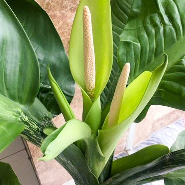 Đặc điểm hoa đại phú gia