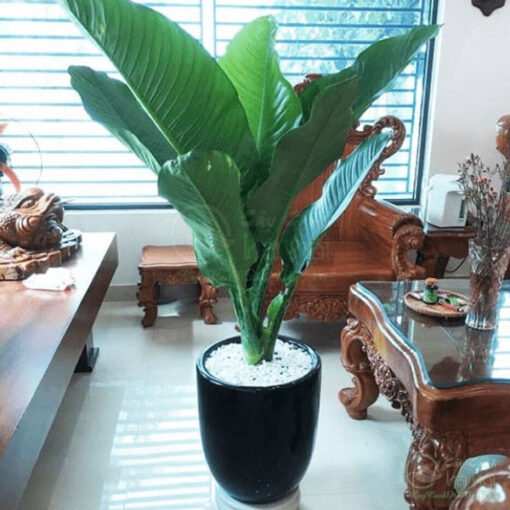 Đại phú gia là cây phong thủy mang đến nhiều may mắn và tài lộc