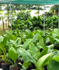 Nơi cung cấp cây đại phú gia số lượng lớn tại Hà Nội