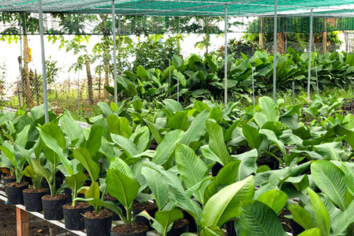 Nơi cung cấp cây đại phú gia số lượng lớn tại Hà Nội