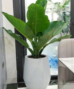Đại phú gia là cây cảnh trang trí nội thất văn phòng