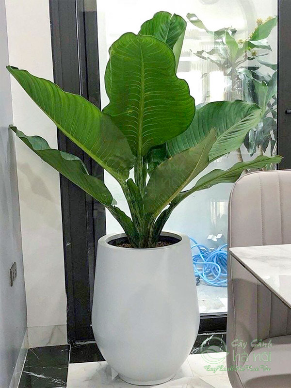 Đại phú gia là cây cảnh trang trí nội thất văn phòng