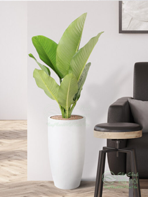 Cách trồng cây đại phú gia
