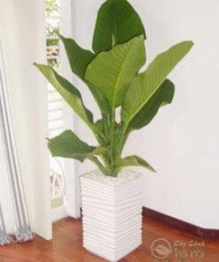 Đại phú gia đa số phù hợp với tất cả các tuổi
