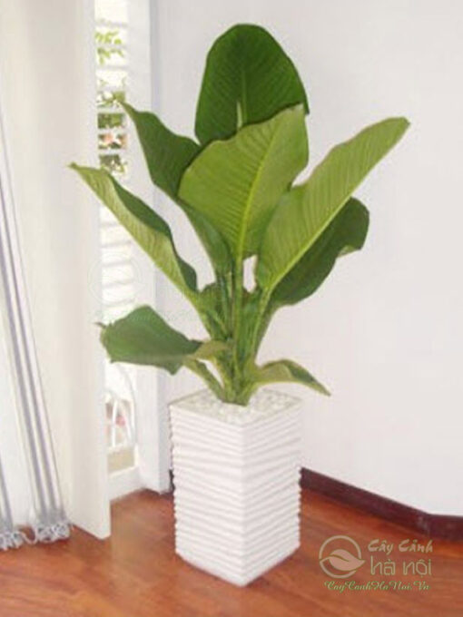 Đại phú gia đa số phù hợp với tất cả các tuổi