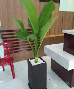 Đại phú gia dùng để trang trí nội thất văn phòng